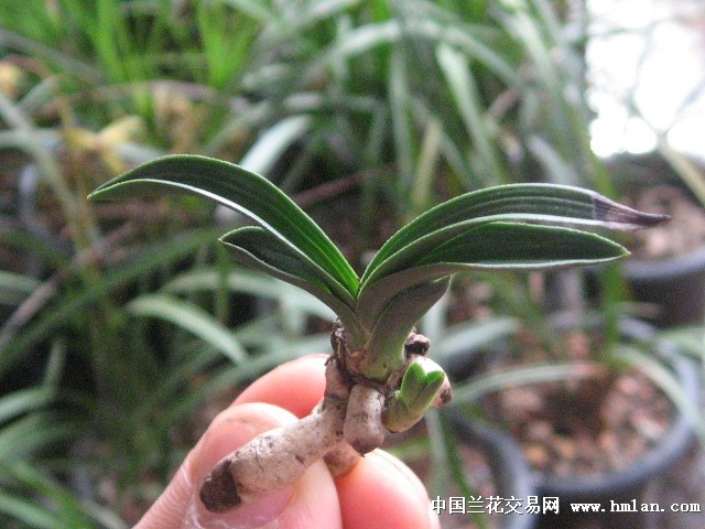 特漂亮惠兰矮种型草-蕙兰篇-中国兰花交易网社区