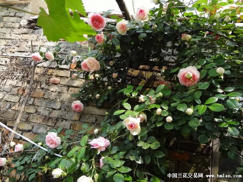 2015年藤本月季,龙沙宝石开了-其他花卉-中国