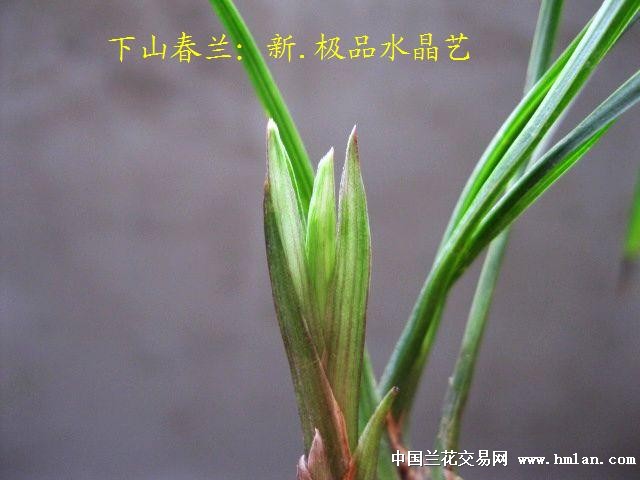 下山春兰:新.极品跟代水晶艺[全草让种上拍]]