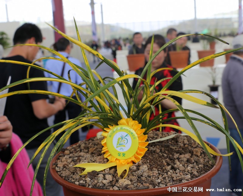 随州兰展-随州兰展-中国兰花交易网社区