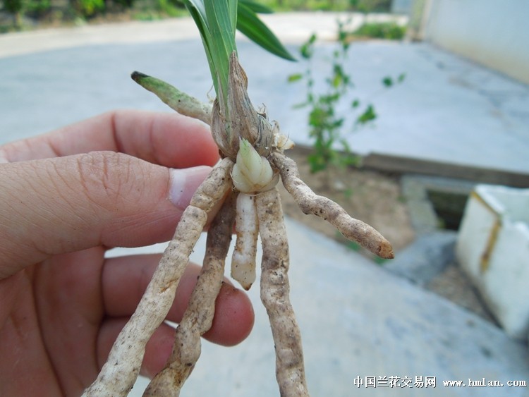 正宗蚯蚓根皇后《绿云》清秀前垄特壮苗 1壮芽h83