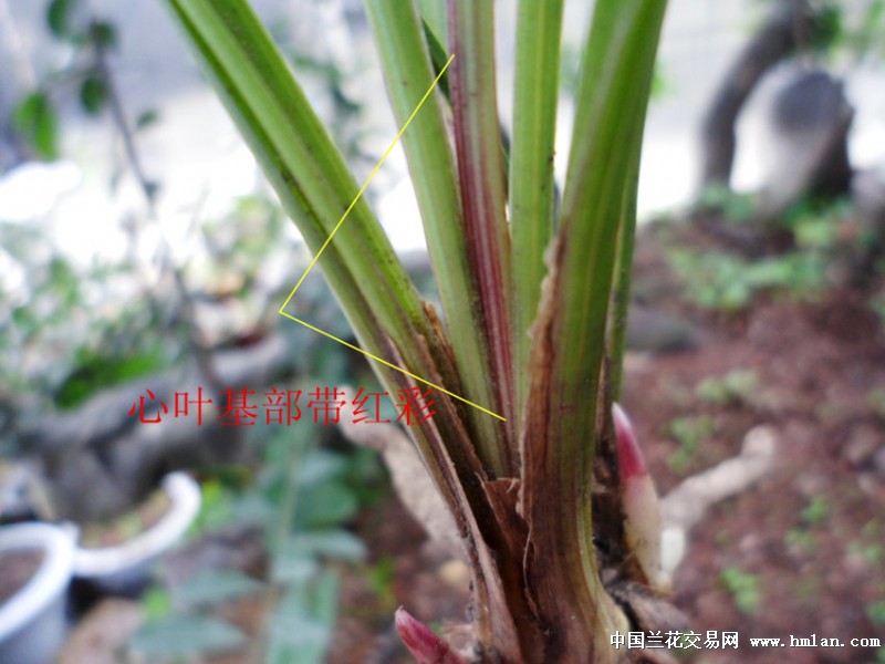 零起拍红彩心桃红芽龙根莲瓣兰好赌草