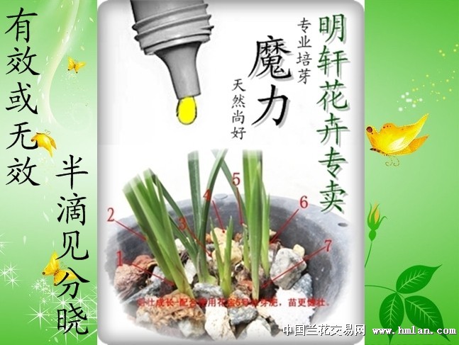 魔力催芽剂 兰友回馈使用效果报告!