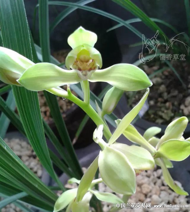 2015梦寐以求之大一品-蕙兰篇-中国兰花交易网