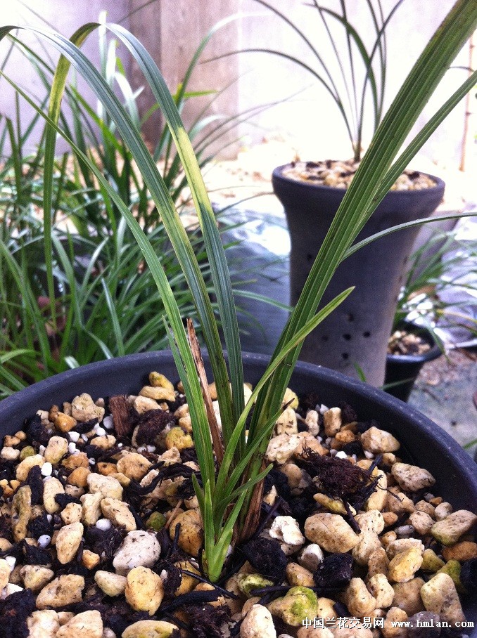 曙光虎斑艺-蕙兰篇-中国兰花交易网社区