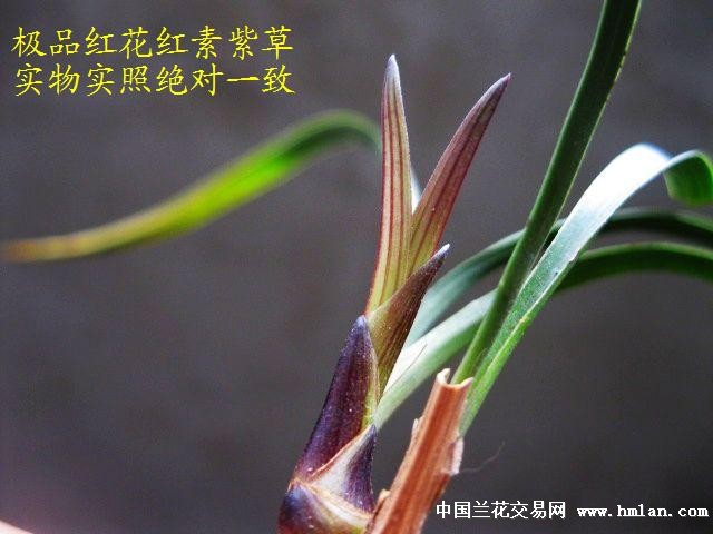 收藏级:春兰极品红素紫草[红花红素.瓣型好 中国兰花交易网