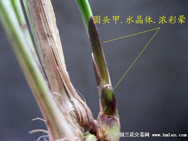 龙根春兰:极品瓣型.蝶草蝶花[好期待品 中国兰花交易网