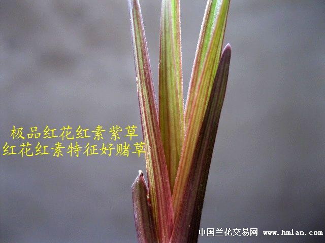 收藏级:春剑新.极品红花红素紫草[未见花让种上拍]