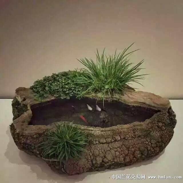 福州菖蒲展以及明天大蒙菖蒲展图片-盆景园艺-中国兰花交易网社区