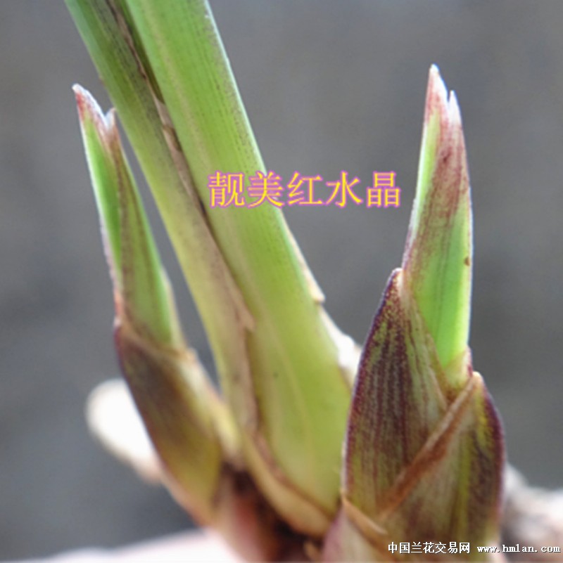 (惠拍)红水晶靓丽美春【赌花艺双全】