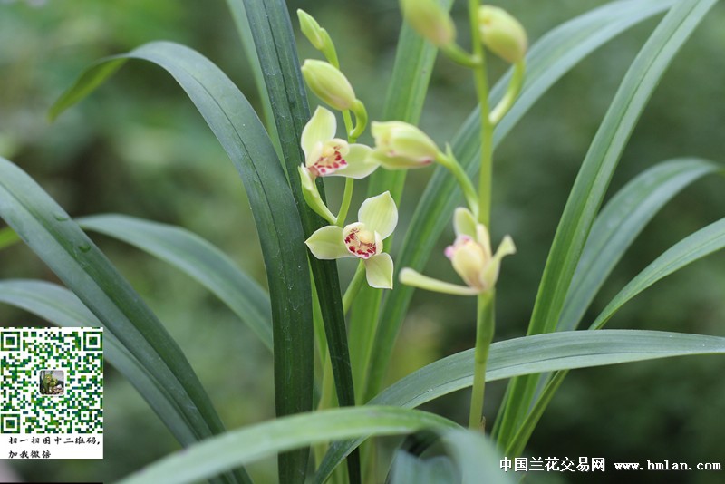 夏皇梅 双响炮-建兰篇-中国兰花交易网社区