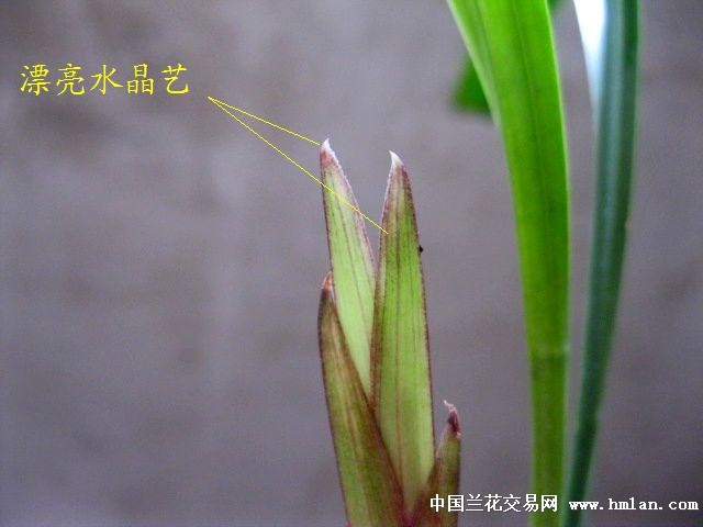 四季兰叶.花双艺经典之:水晶皇梅[1引种母苗1大芽]