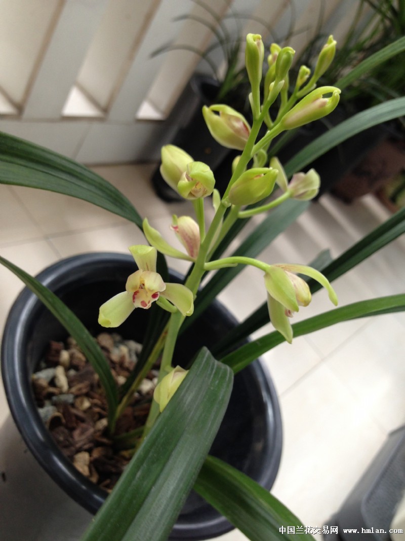 开花了,这是什么梅。-建兰篇-中国兰花交易网社