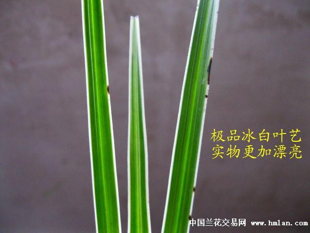 收藏级:顶极送春/稿草稿花.花艺叶艺双全[绝对新品]