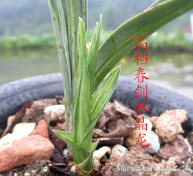 惠拍跟代高档春剑水晶龙 - 中国兰花交易网