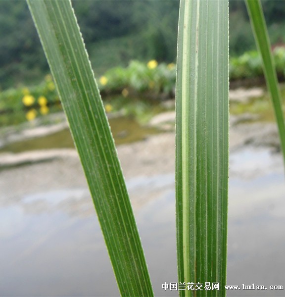 一片叶带稿的蕙兰赌草 - 中国兰花交易网