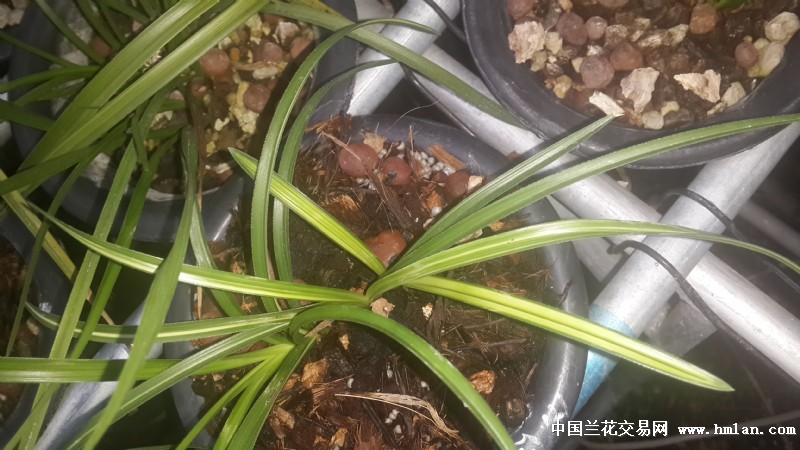 蕙兰艺草