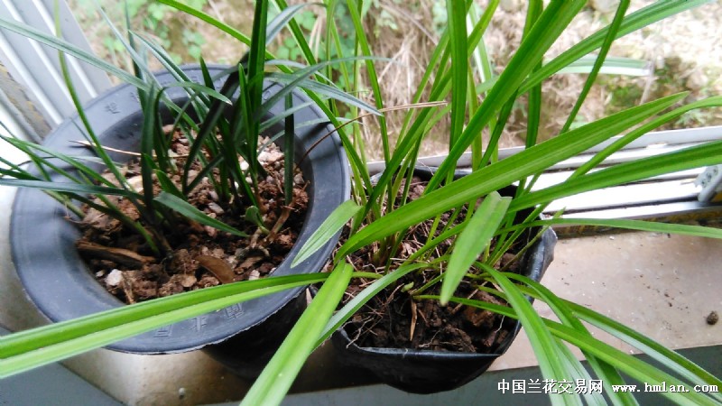 今年本山草,整草偏黄,叶芽花芽均为嫩,开黄花素心,本人种建兰