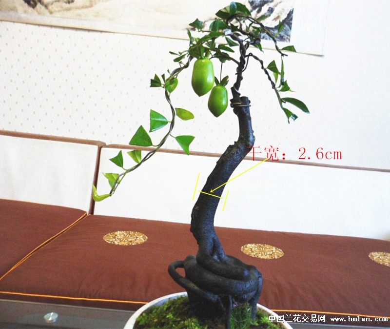 零起拍精品奇根大葫芦果金弹子一口价包邮