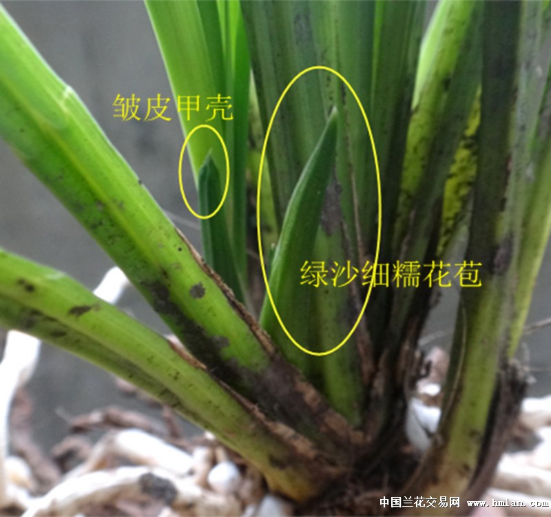 【秋季惠拍】耳叶钝头绿沙晕花苞下山送春赌花草