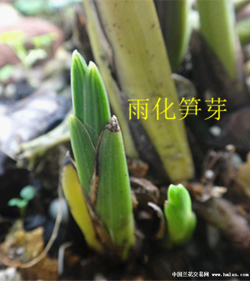 【双节惠拍】收尖各异,雨化笋芽,靓丽美蕙赌荷草