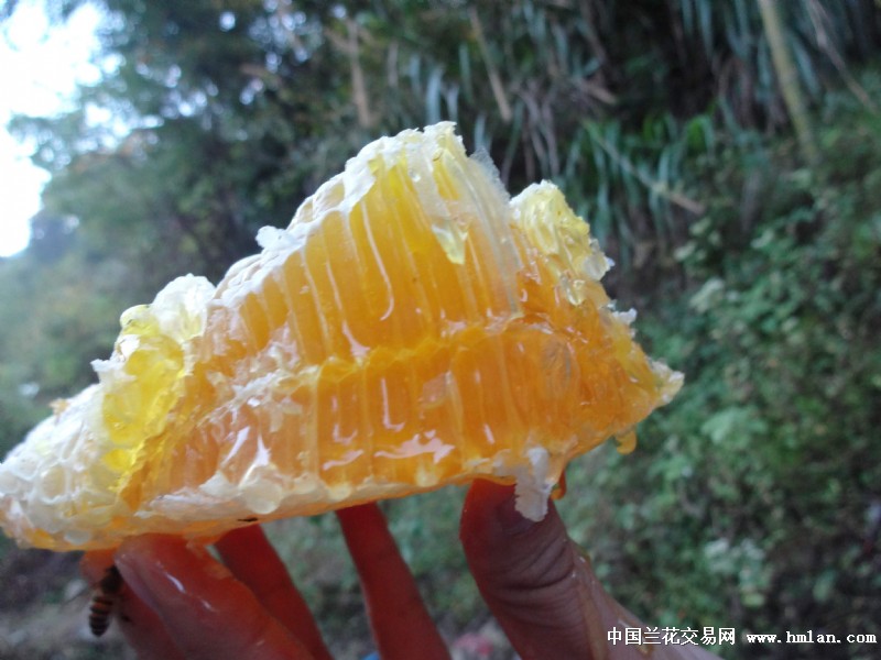 大别山野生土蜂蜜,正式开售!