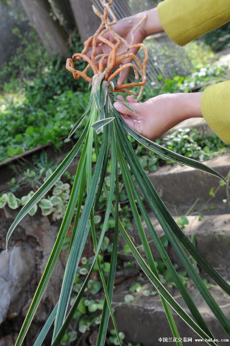 绿兰边艺:垄头子母2苗2胖芽超清秀特壮苗