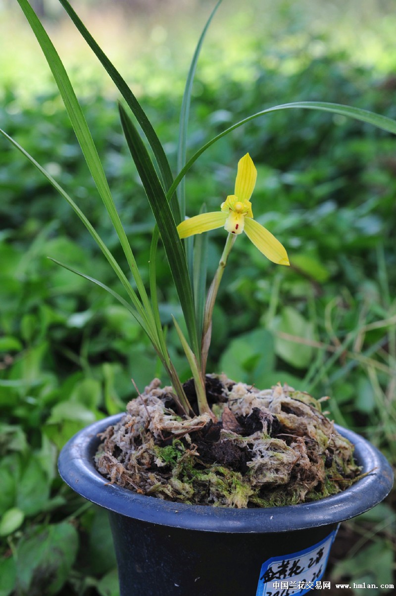 值得养的一棵香豆瓣黄花-豆瓣篇-中国兰花交易