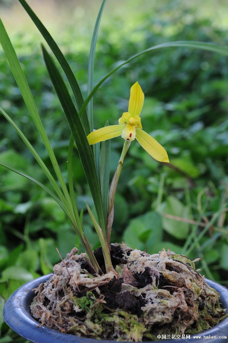 香豆瓣黄花:子母2苗1出土芽2花箭(清秀壮苗)