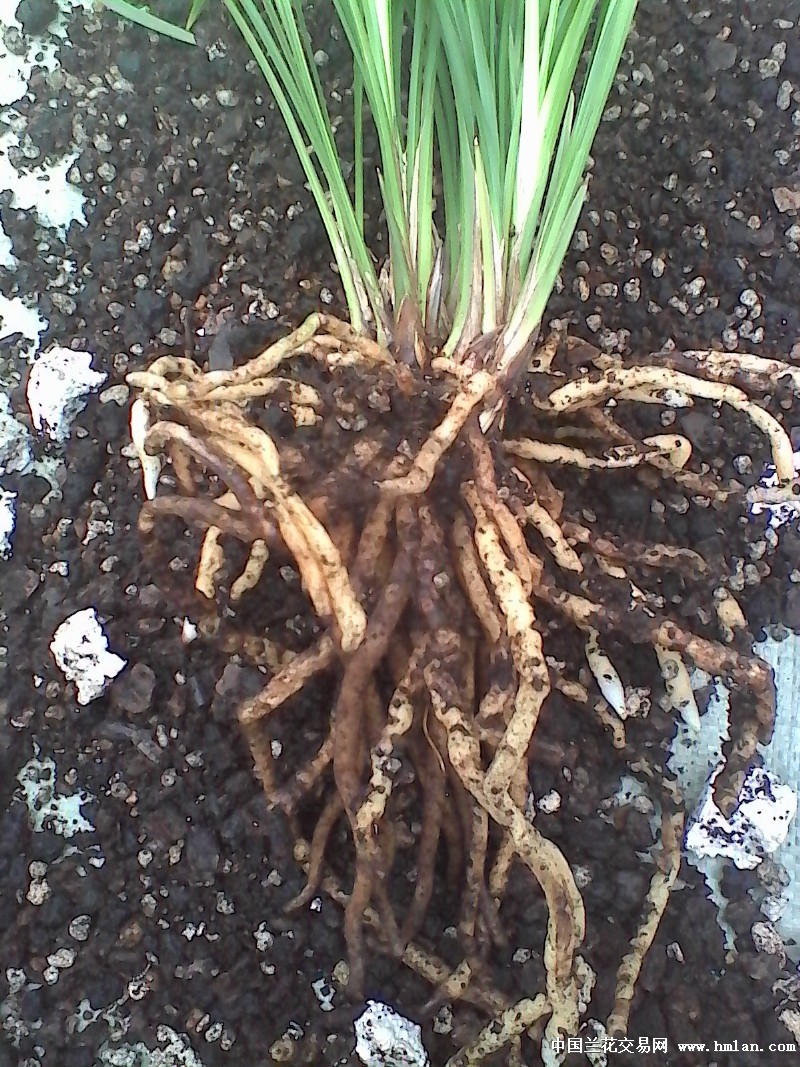 2016莲瓣兰北部地区养殖大赛(山东)---滇梅-莲