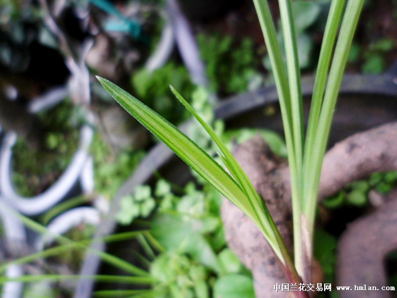 零起拍莲瓣兰艺草