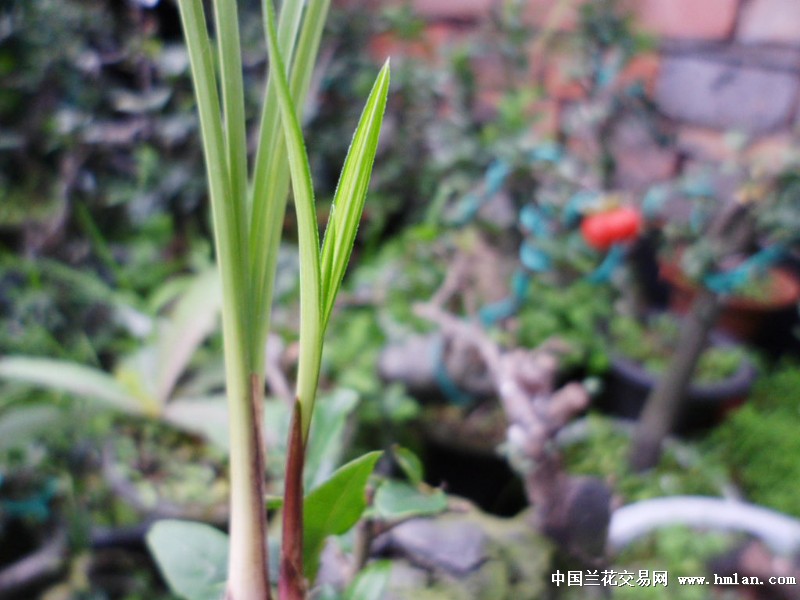 零起拍莲瓣兰艺草