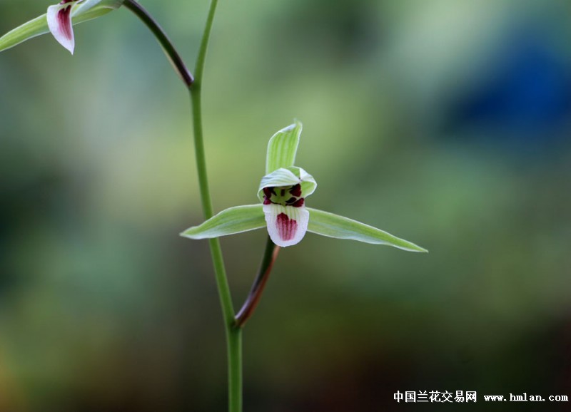 2015细叶寒兰【绿杆绿花红舌斑】朵朵一致