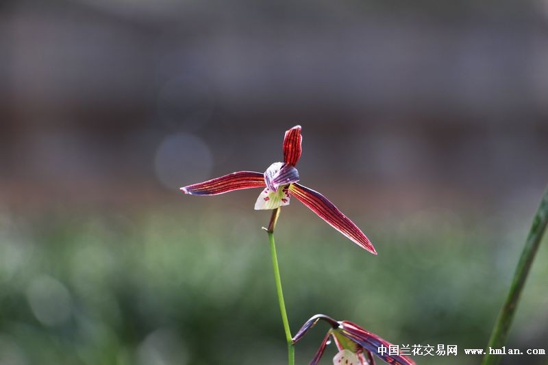 2015精品紫花【红情绿意】存档-寒兰篇-中国兰