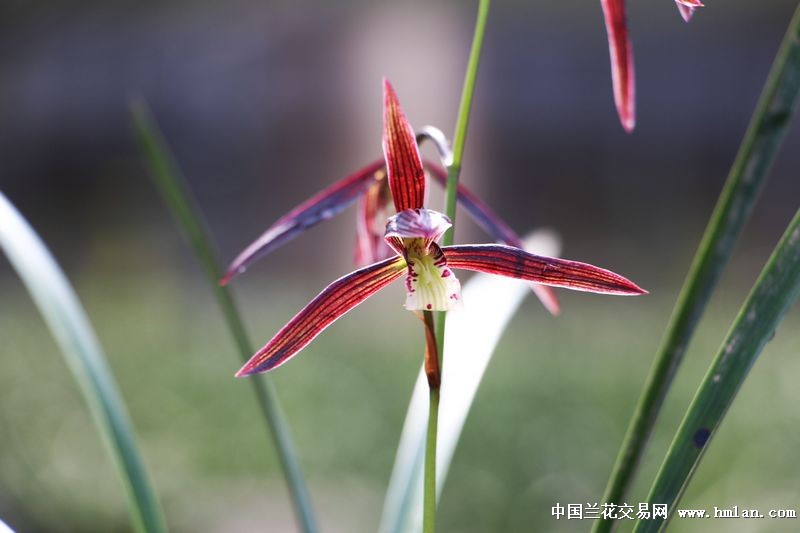 2015精品紫花【红情绿意】存档-寒兰篇-中国兰