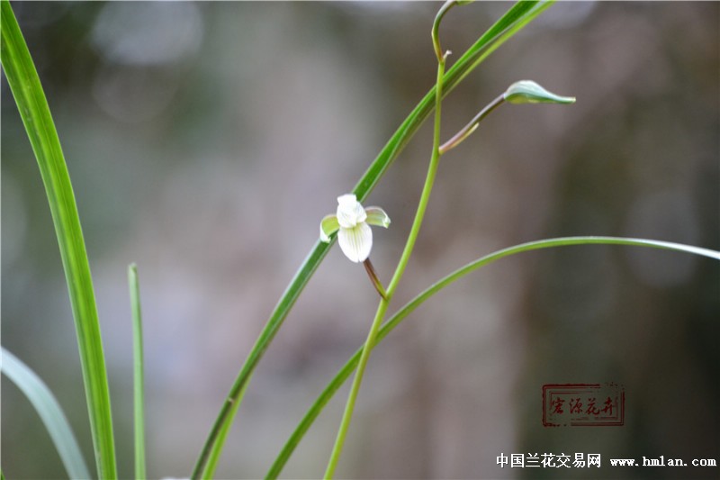 细叶寒兰【各种类型个性花】