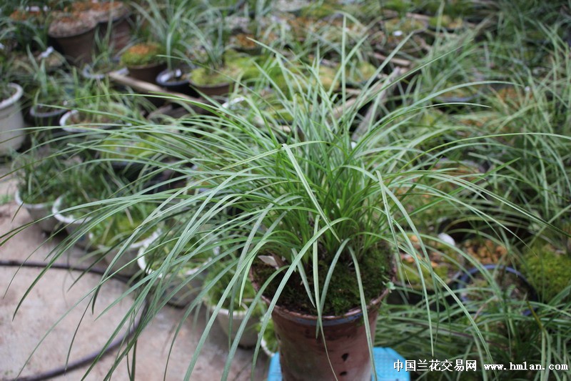 2016莲瓣兰南部地区养殖大赛-新品红舌-莲瓣篇