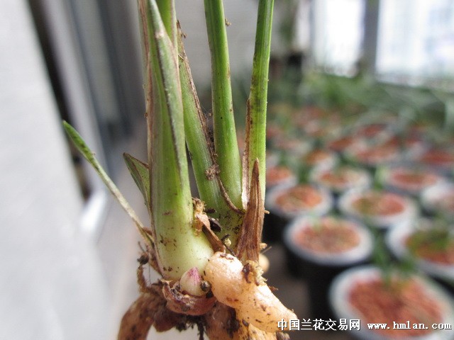 木纹挂色蒜头春,赌漂亮色花.下山春兰. - 中国兰花