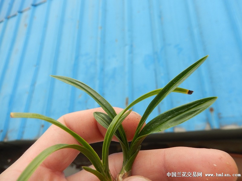 春兰皇后【绿云】!子母2苗 带芽!超赞!