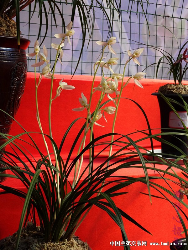 小高素2壮苗1芽1花