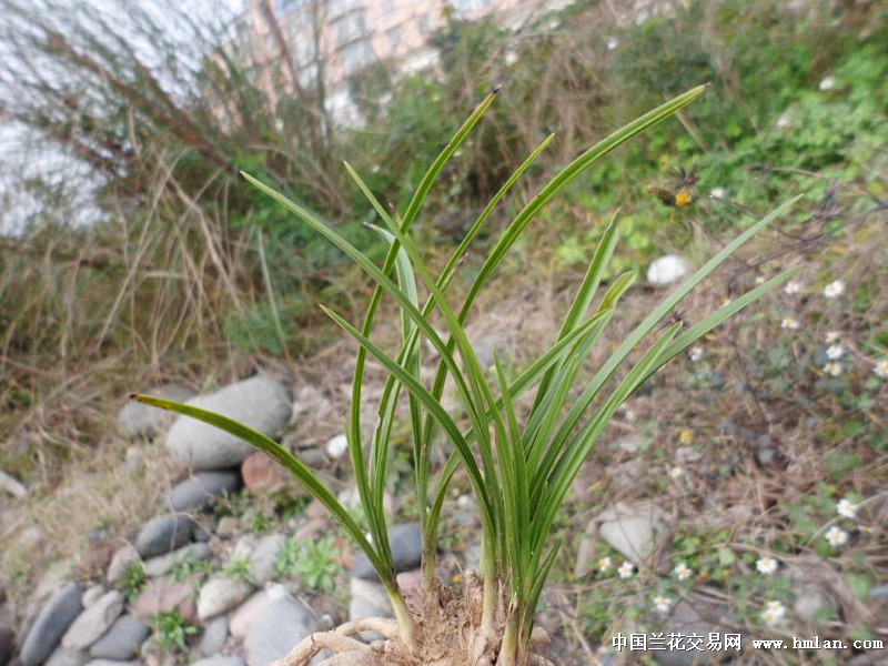 细叶蕙兰矮草