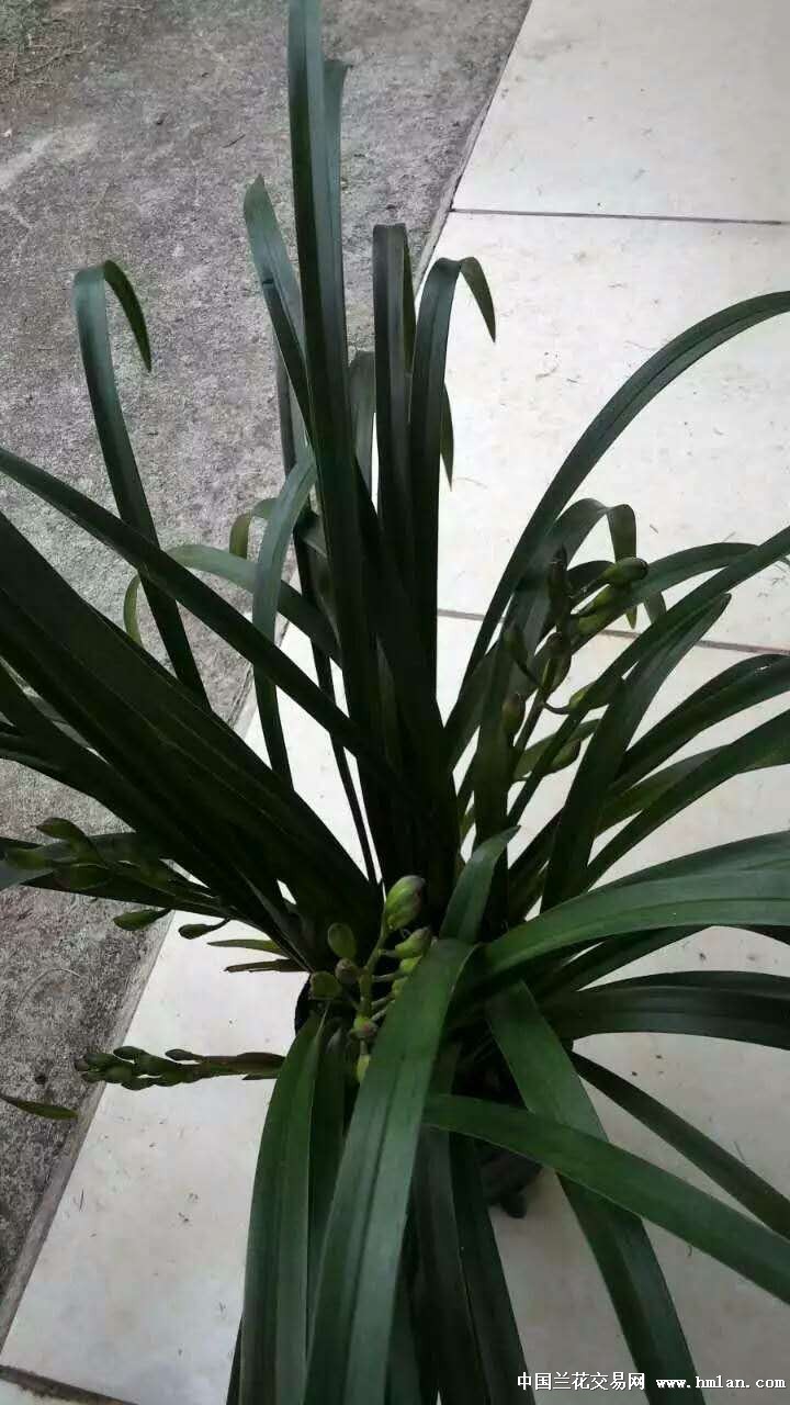 现在汉成公主和十八格格大量批发-以兰会友-中