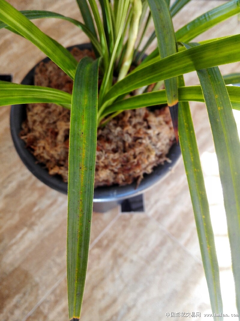 是虫咬的吗,用什么药好?
