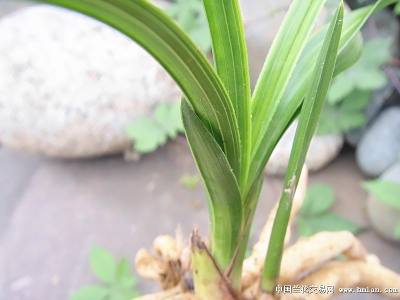 鱼肚叶蕙兰皮草