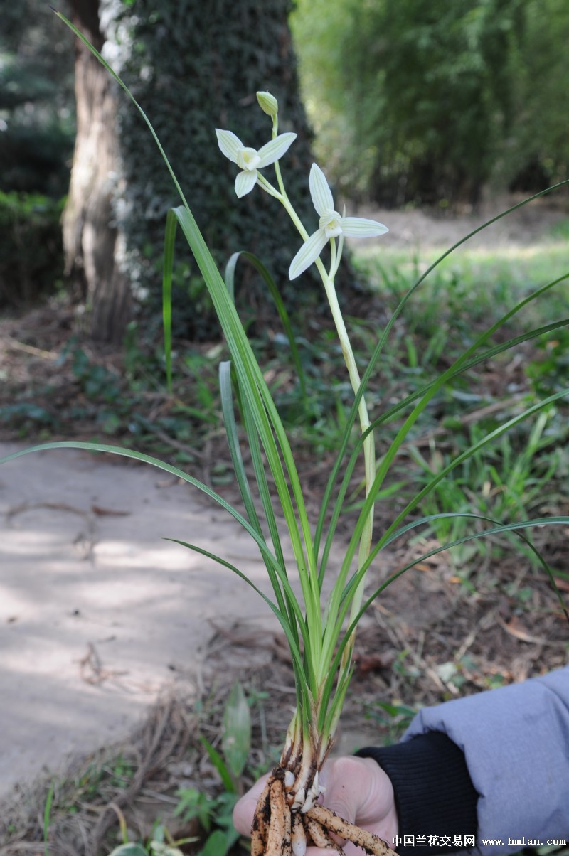 小高素:垄头子母2苗2芽2花箭(已开花大壮苗)