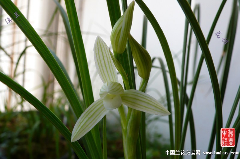 白玉素b组5苗1芽2花1花已开