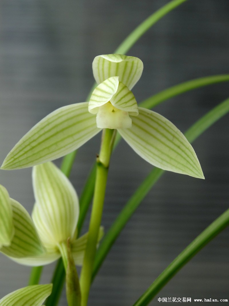 有型的莲瓣兰素花虞美人