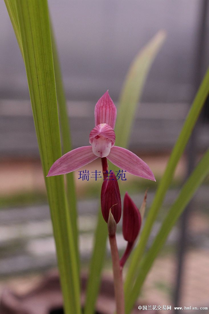 带花苞春剑极品红花红福n1893个头