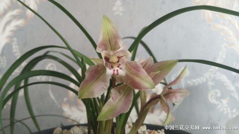 漂亮的余江蝉