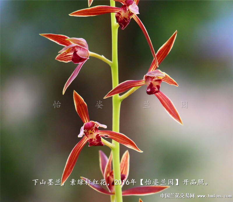 下山墨兰---素绿杆红花【红霞】